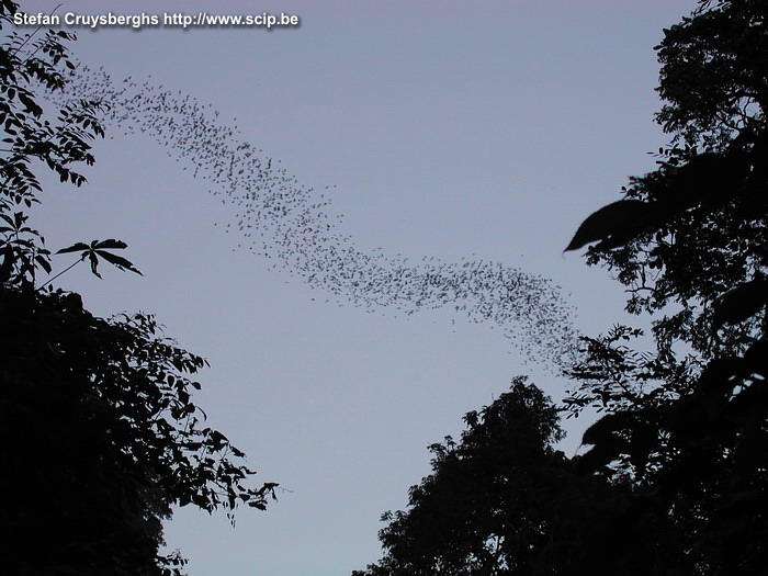 Khao NP - Vleermuizen Bij het vallen van de avond vliegen er miljoenen vleermuizen uit de hoger gelegen grotten. Het is een waar spektakel. Stefan Cruysberghs